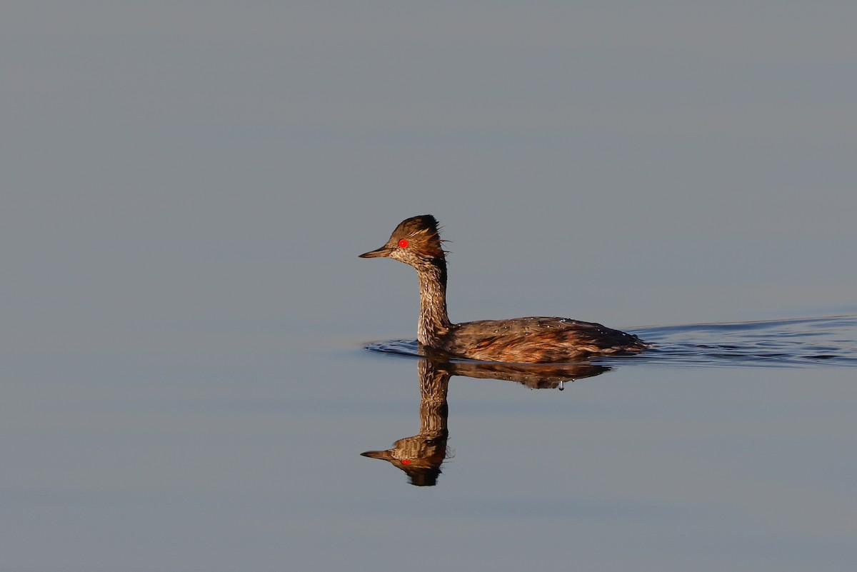 Eared Grebe - ML619282487