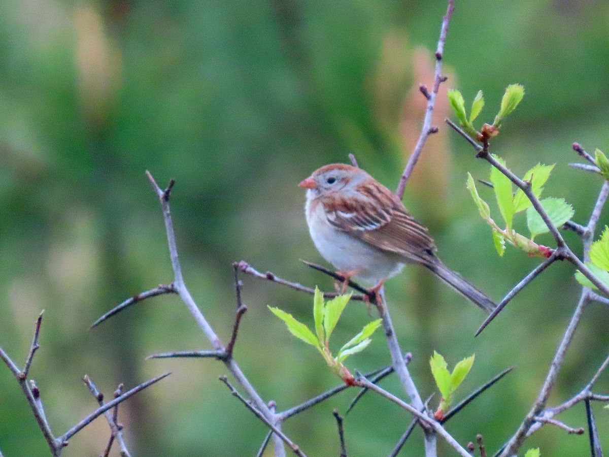 Field Sparrow - Tova Mellen