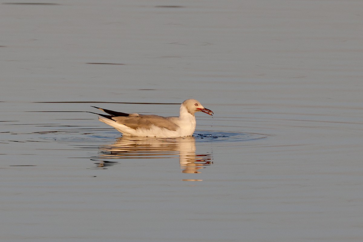 Mouette à tête grise - ML619282500