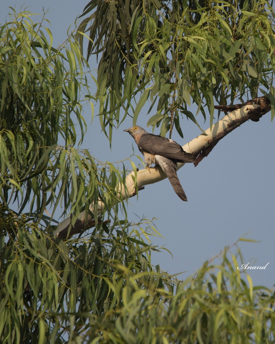 Common Hawk-Cuckoo - Anand Singh