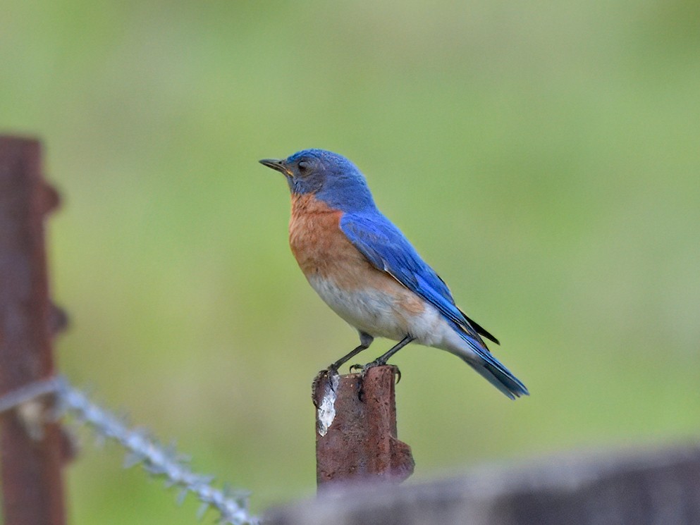 Eastern Bluebird - Brett Bickel