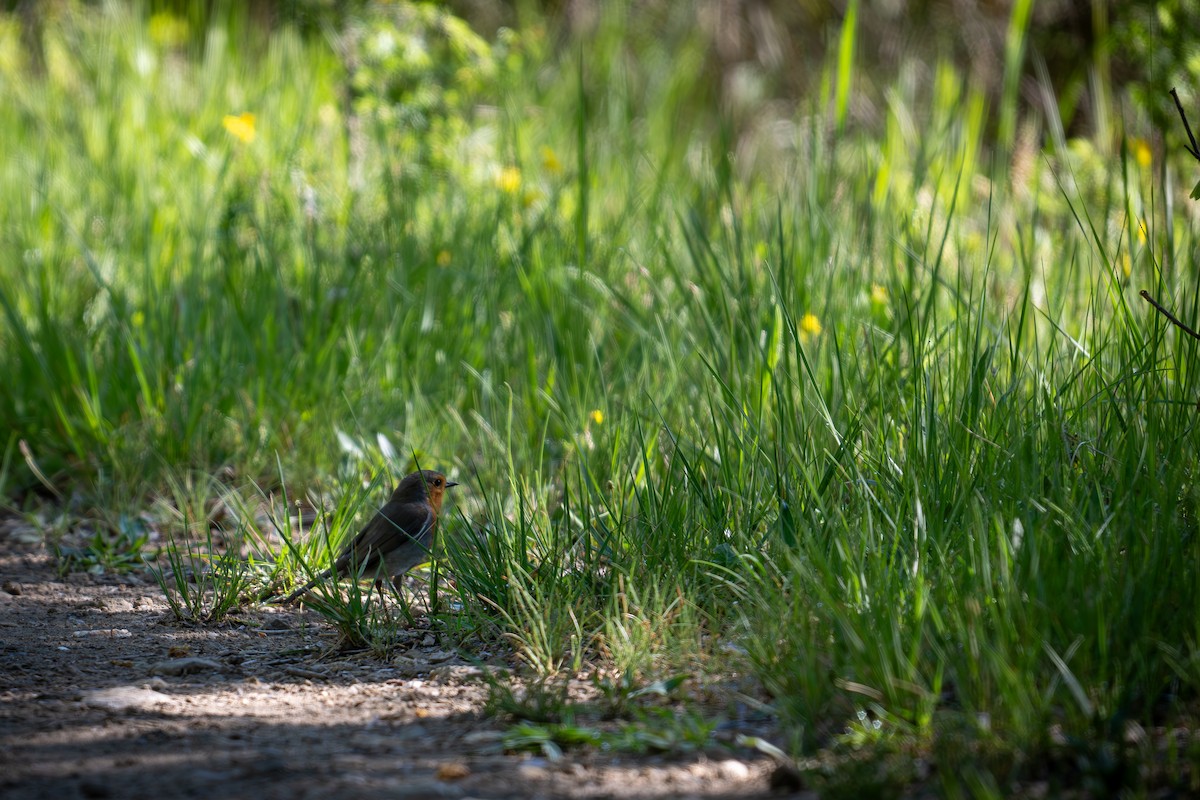 European Robin - Kaltag .