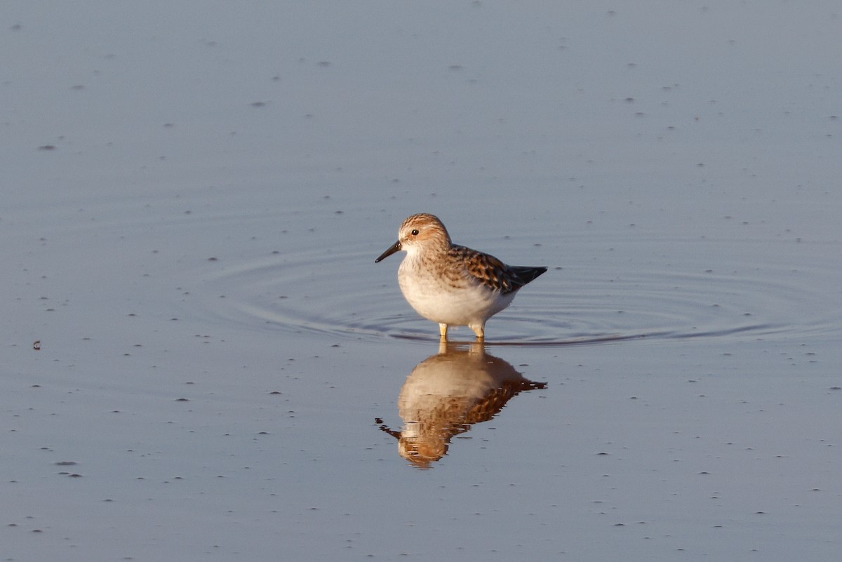 Little Stint - ML619282526