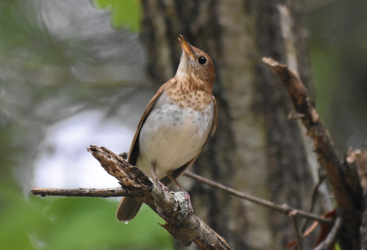 Veery - Steven Burk