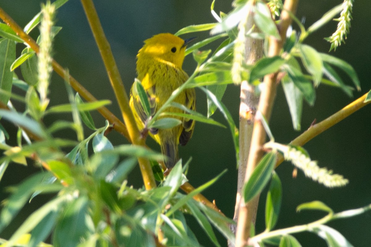 Yellow Warbler - Barry Cull