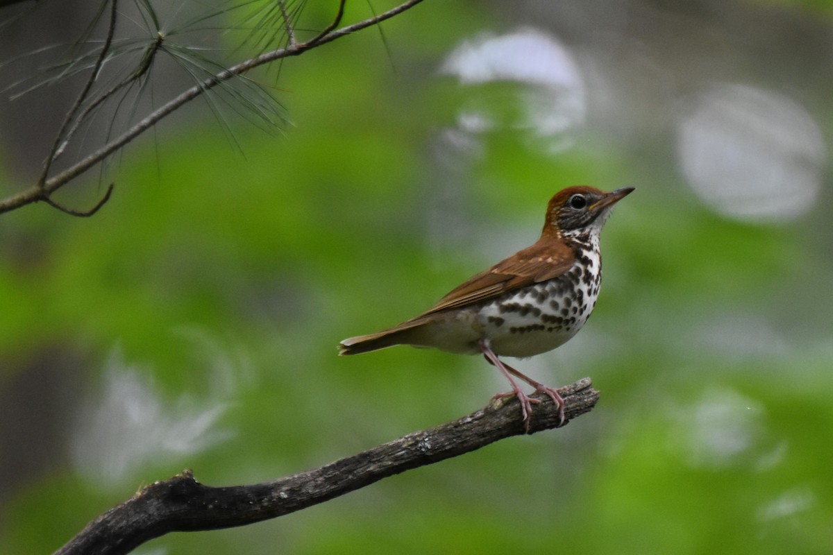 Wood Thrush - Steven Burk