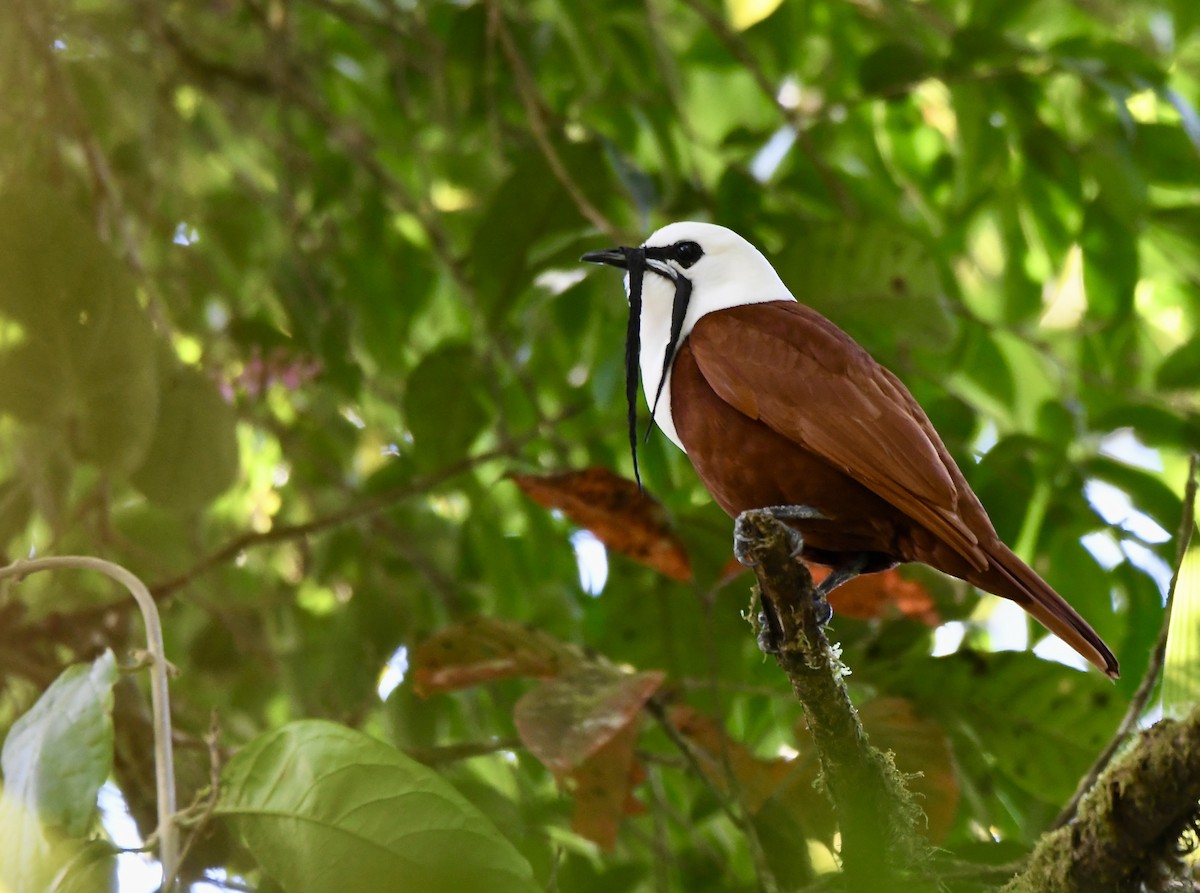 Three-wattled Bellbird - mark perry