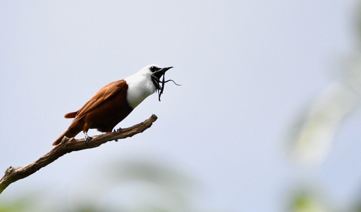 Three-wattled Bellbird - mark perry