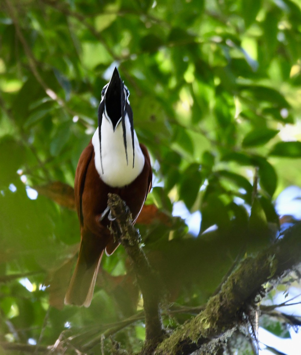 Three-wattled Bellbird - mark perry