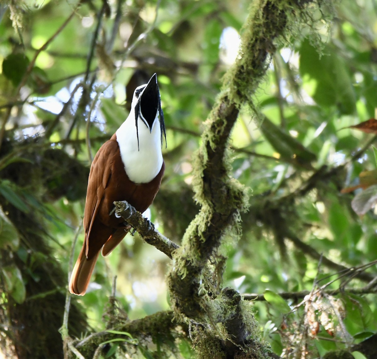 Three-wattled Bellbird - mark perry