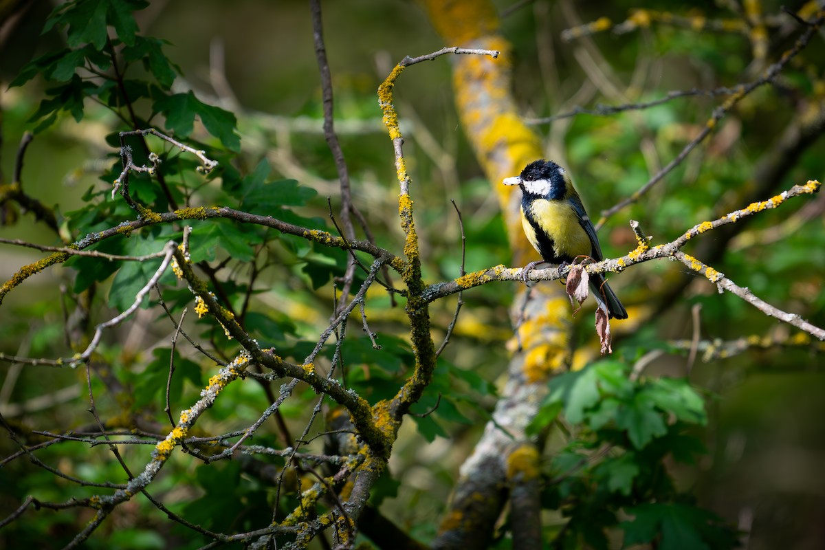 Great Tit - Kaltag .