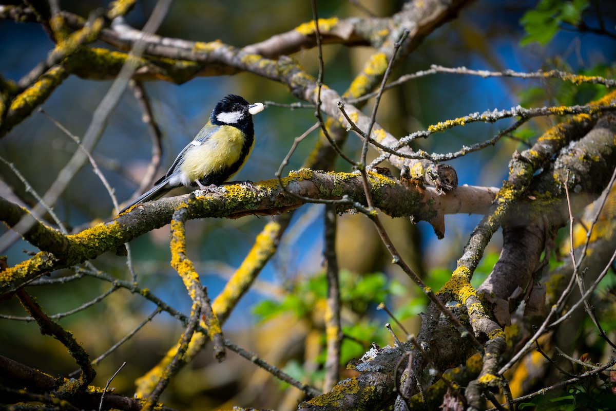 Great Tit - Kaltag .