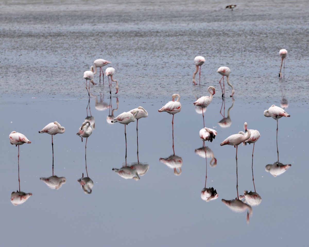 Greater Flamingo - Sam Shaw