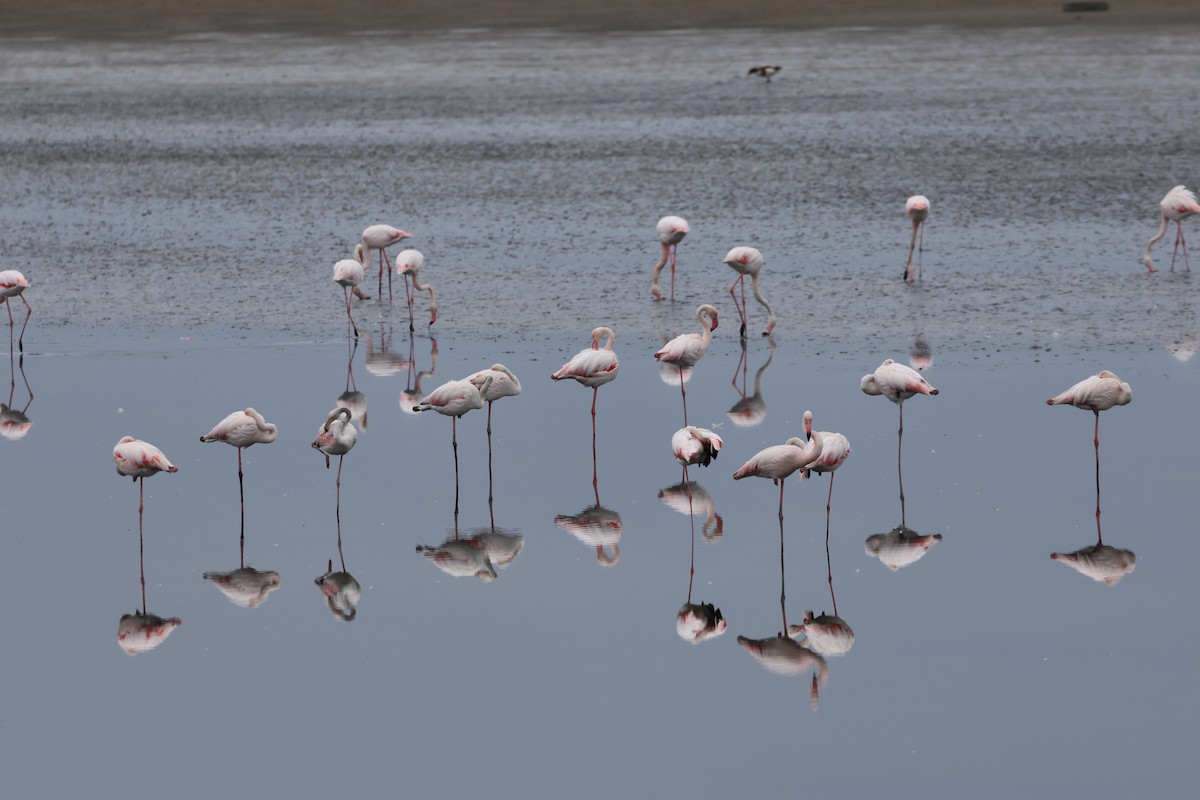 Greater Flamingo - Sam Shaw