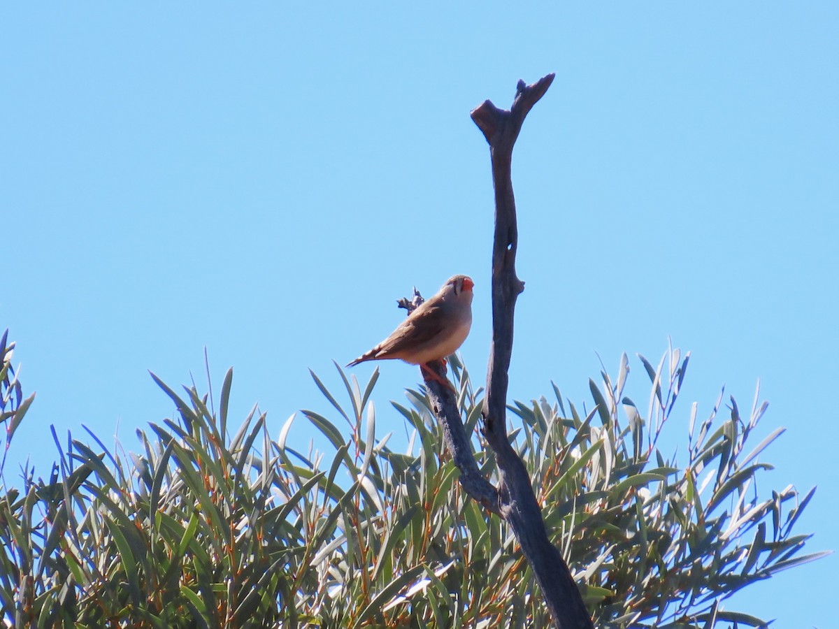 Zebra Finch - ML619282576