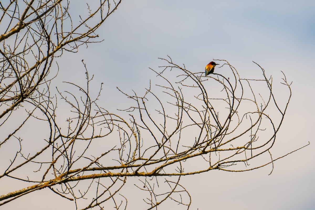 European Bee-eater - ML619282578