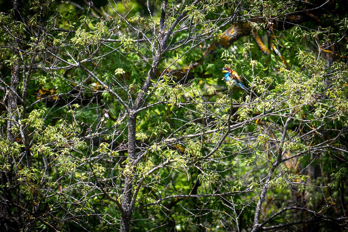 European Bee-eater - ML619282580