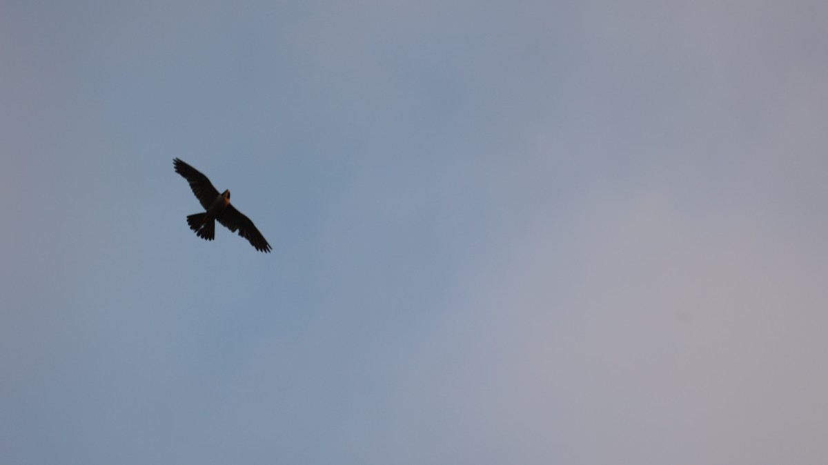 Peregrine Falcon - Chengheng Hu