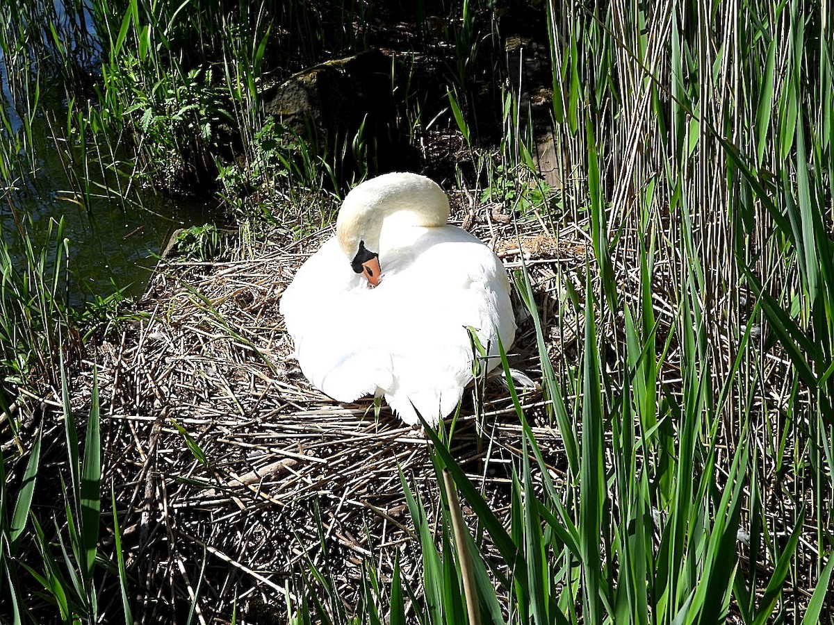 Mute Swan - Dave Hatton