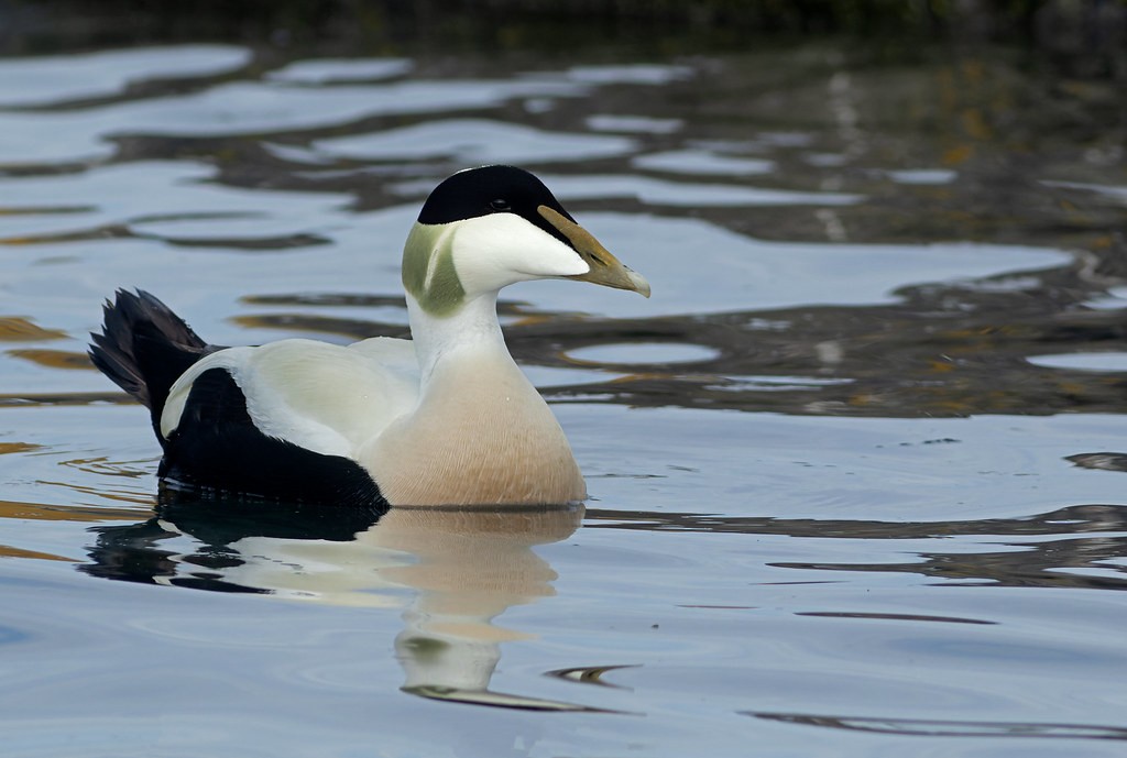 Common Eider - Muntasir Akash