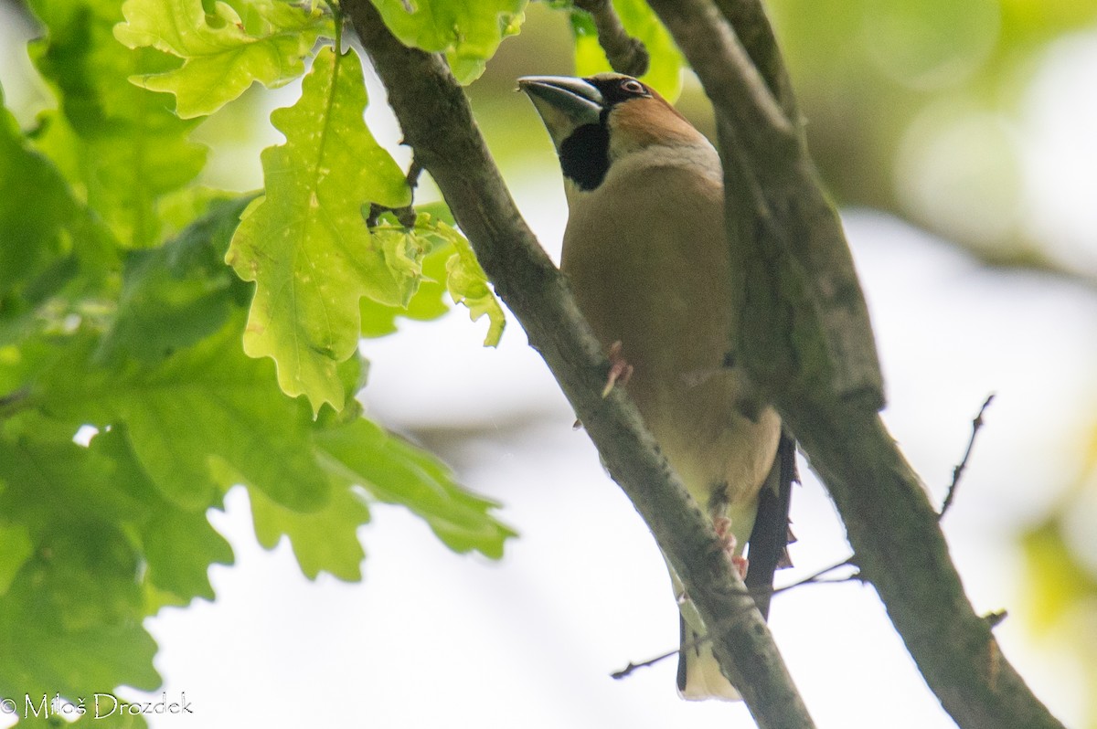 Hawfinch - Miloš Drozdek