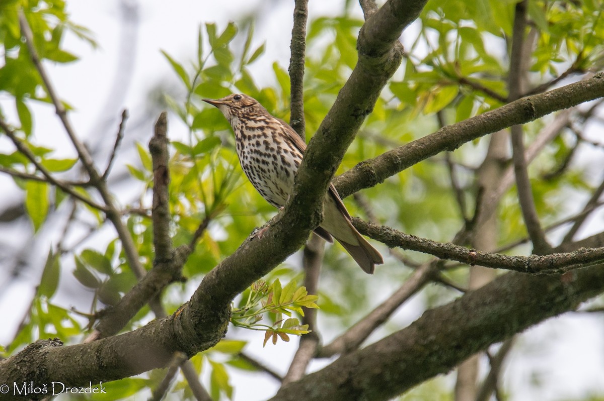 Song Thrush - Miloš Drozdek