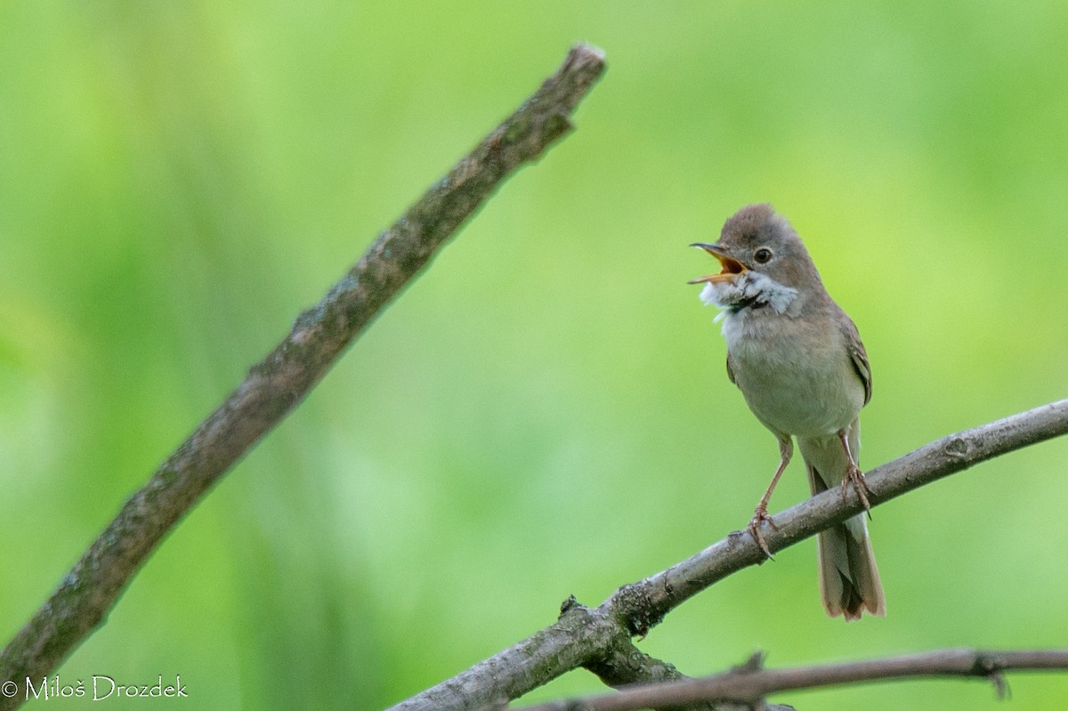 Greater Whitethroat - Miloš Drozdek