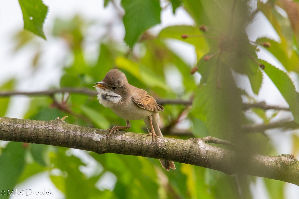 Greater Whitethroat - Miloš Drozdek