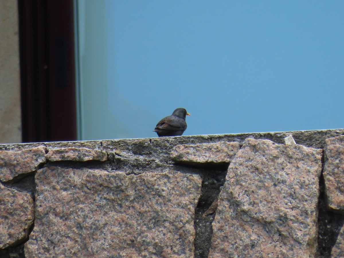 Spotless Starling - Elizabeth Ferber