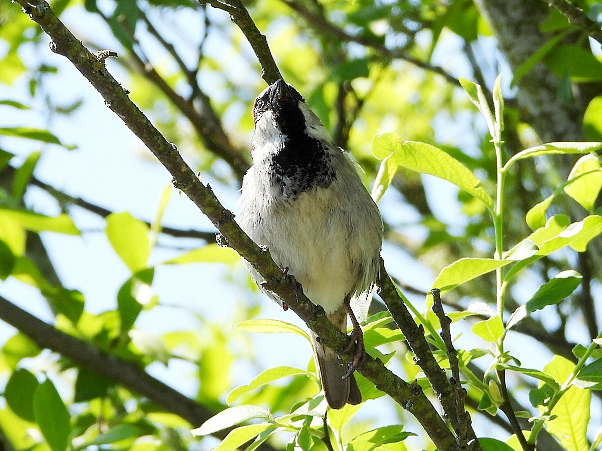 Eurasian Tree Sparrow - Dave Hatton