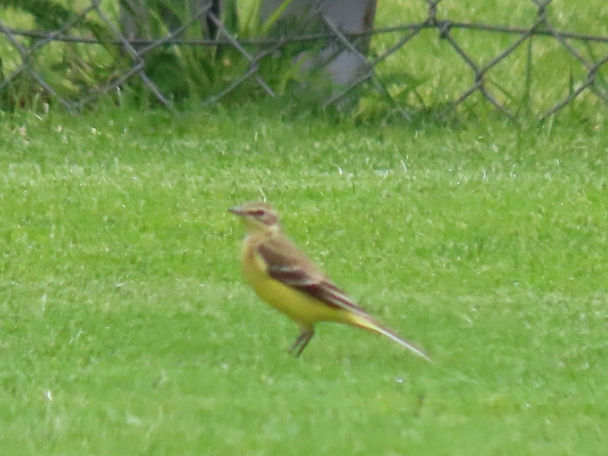 Western Yellow Wagtail - Thomas Brooks