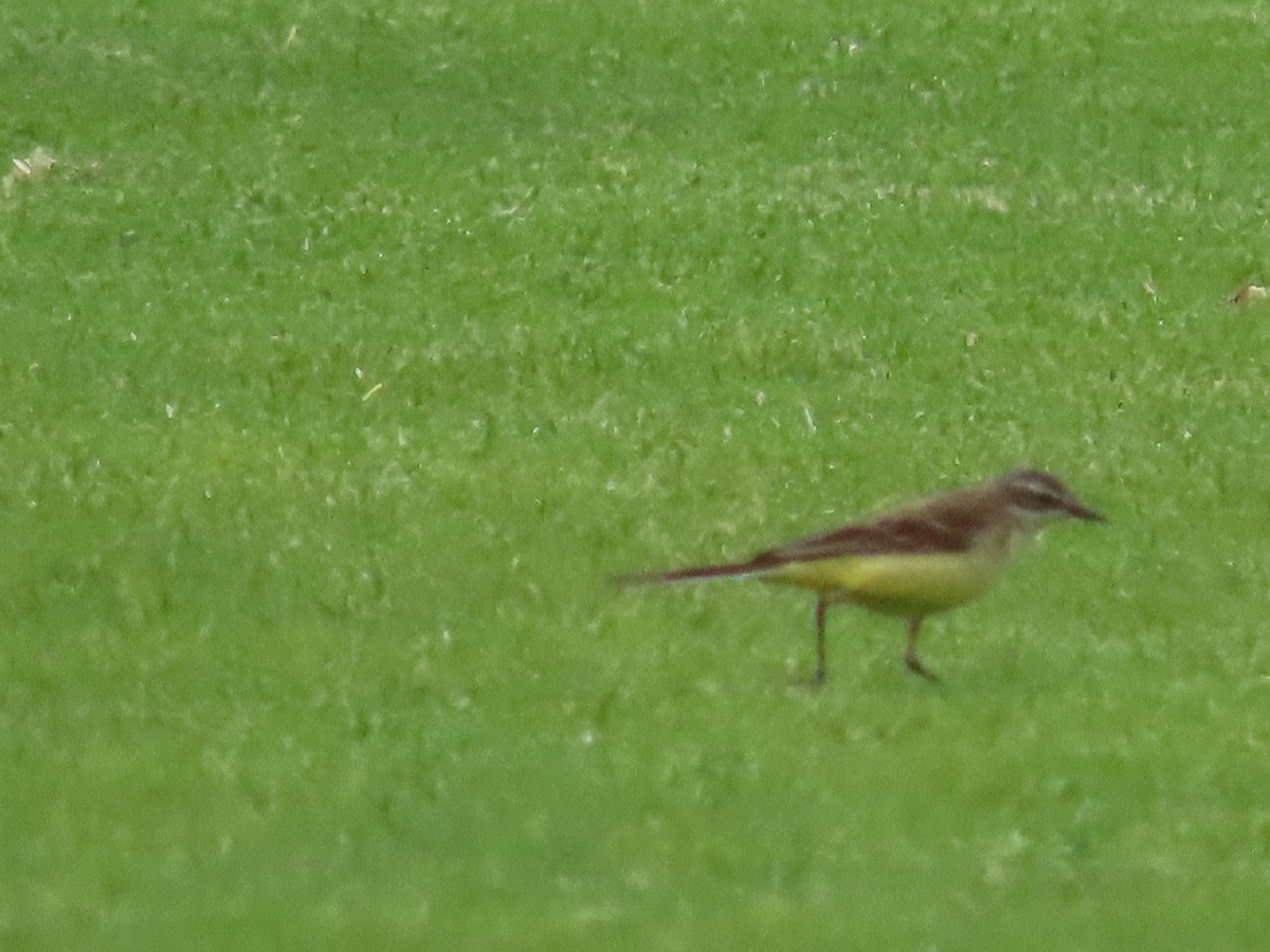 Western Yellow Wagtail - Thomas Brooks