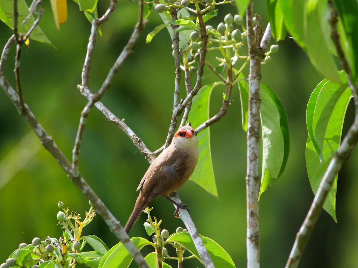 Common Waxbill - Shaun Chang