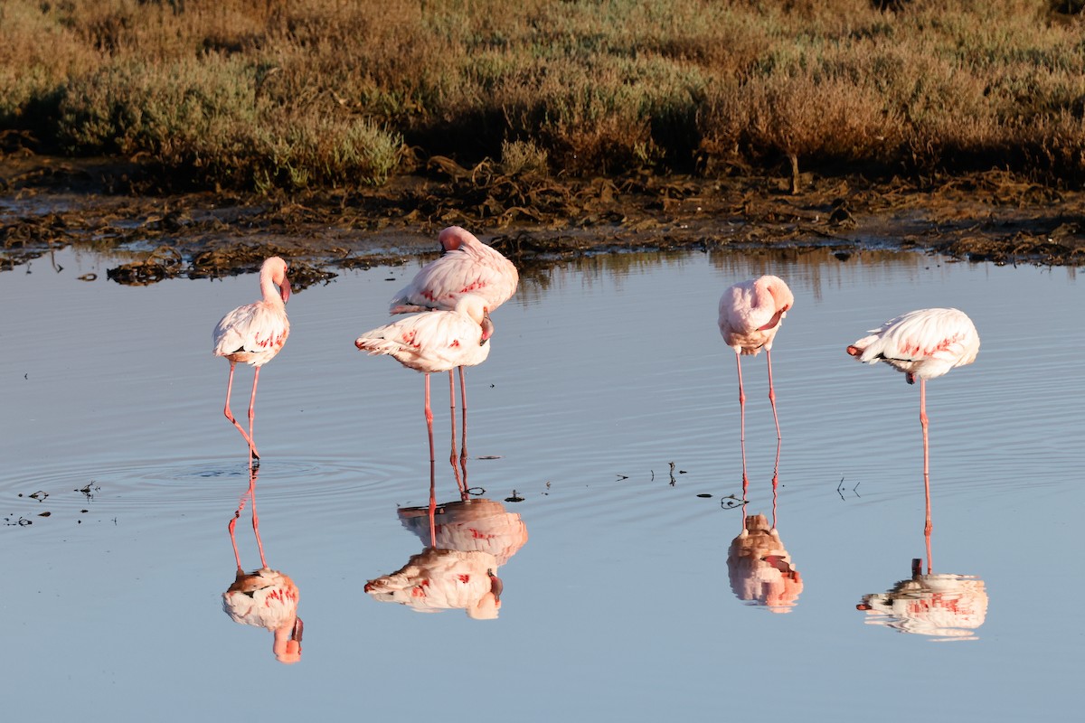 Lesser Flamingo - Tommy Pedersen