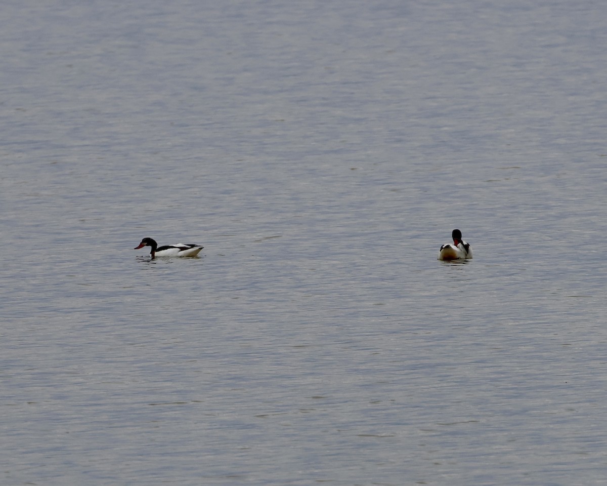 Common Shelduck - ML619282649