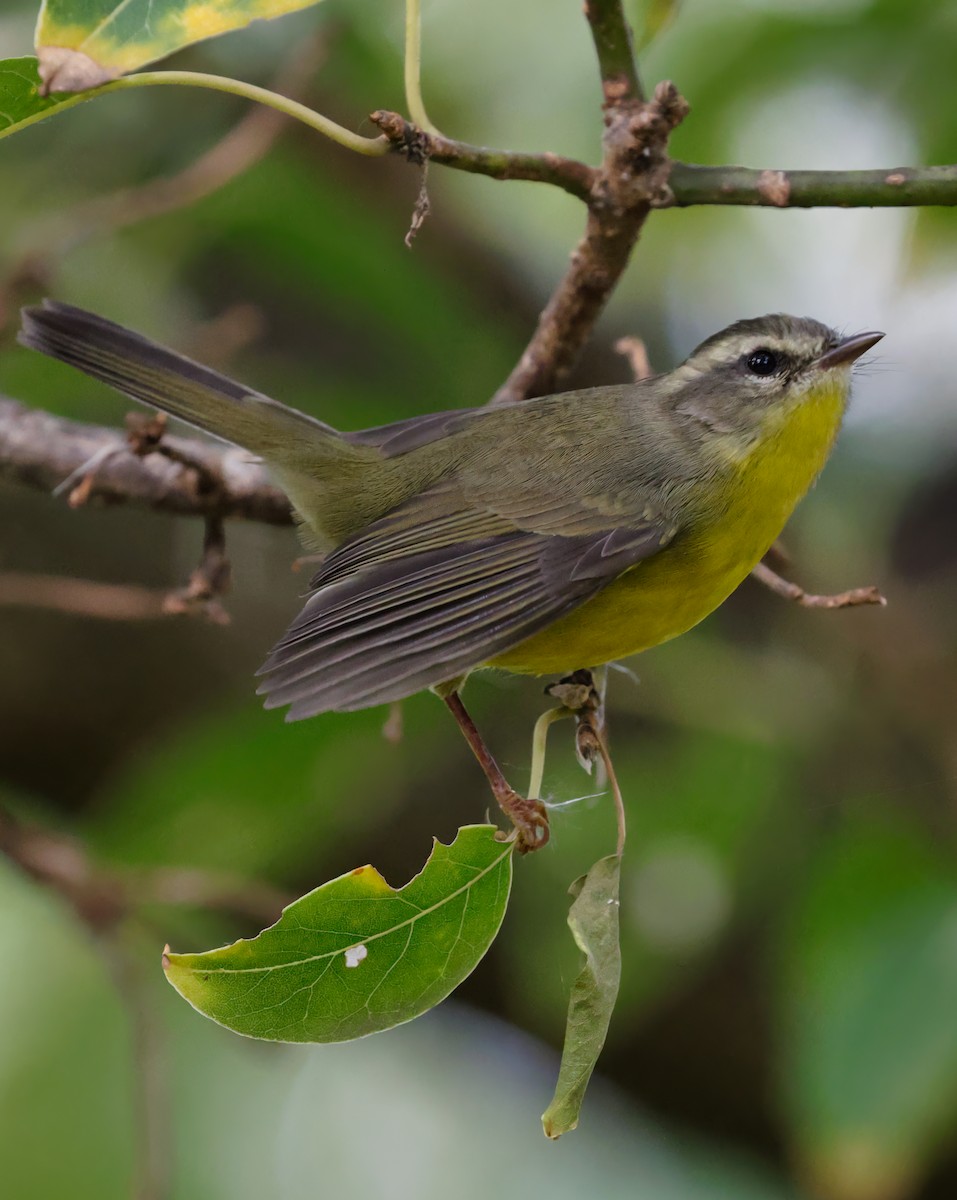 Golden-crowned Warbler - Anonymous