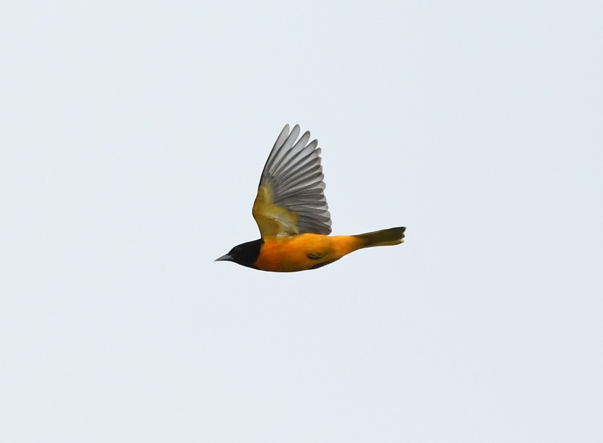 Baltimore Oriole - Joshua Vandermeulen