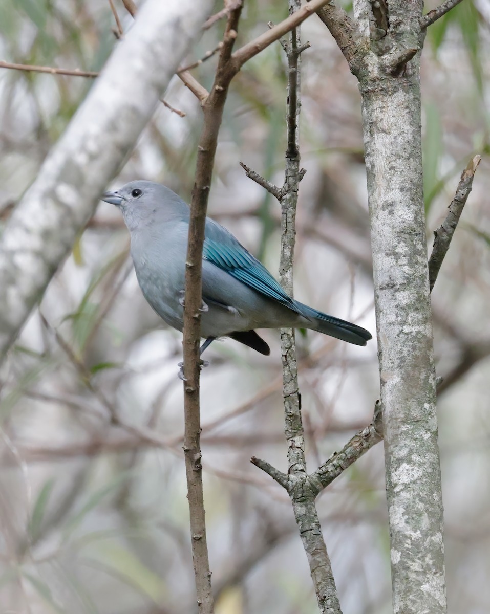 Sayaca Tanager - Anonymous