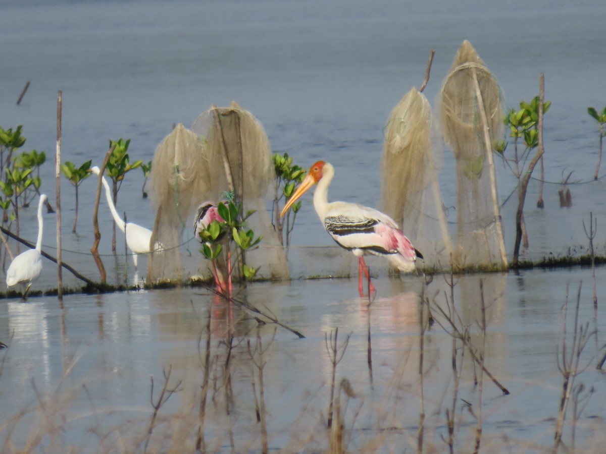 Painted Stork - ML619282668