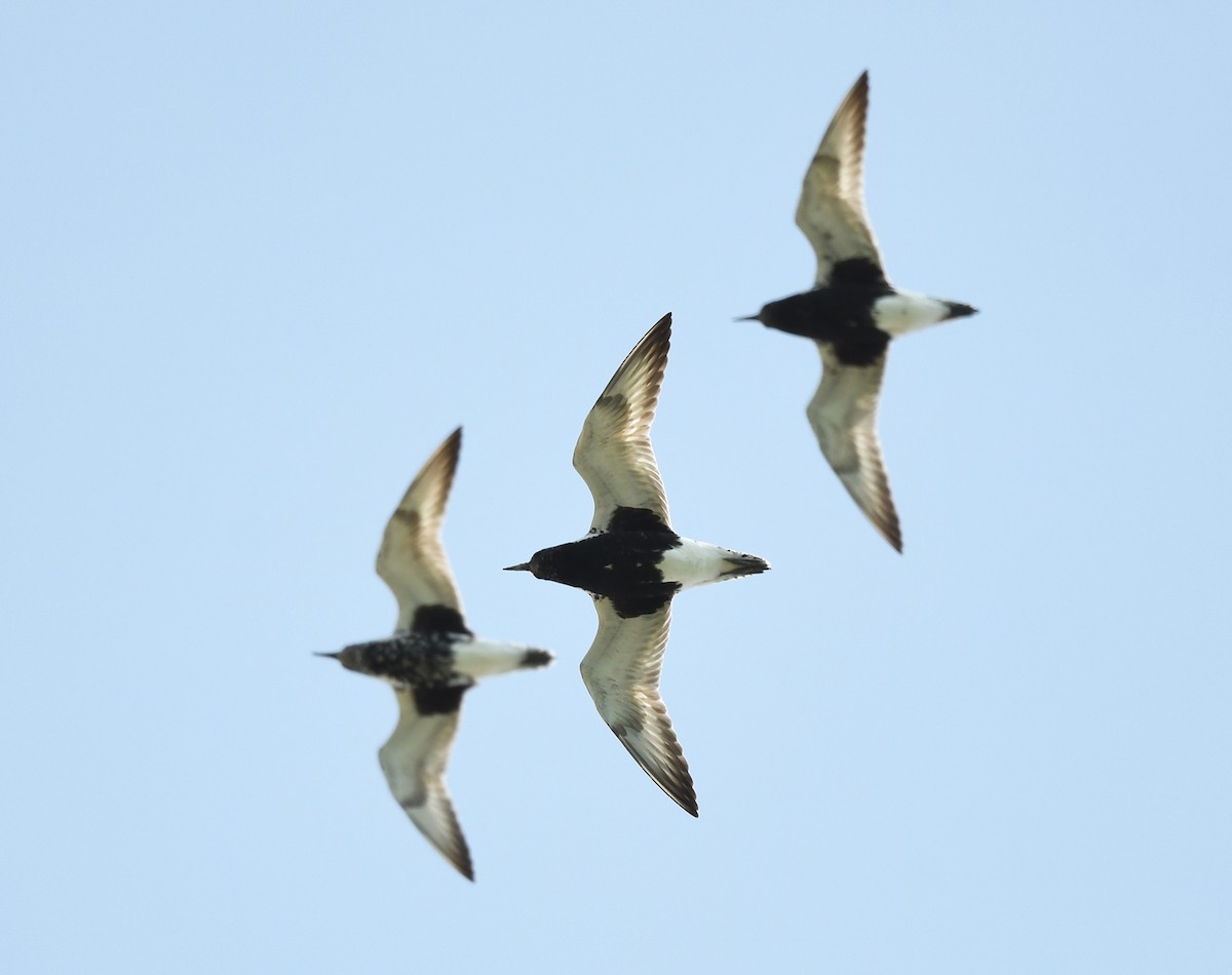 Black-bellied Plover - Joshua Vandermeulen