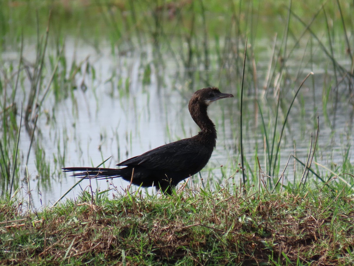 Little Cormorant - Bosco Chan