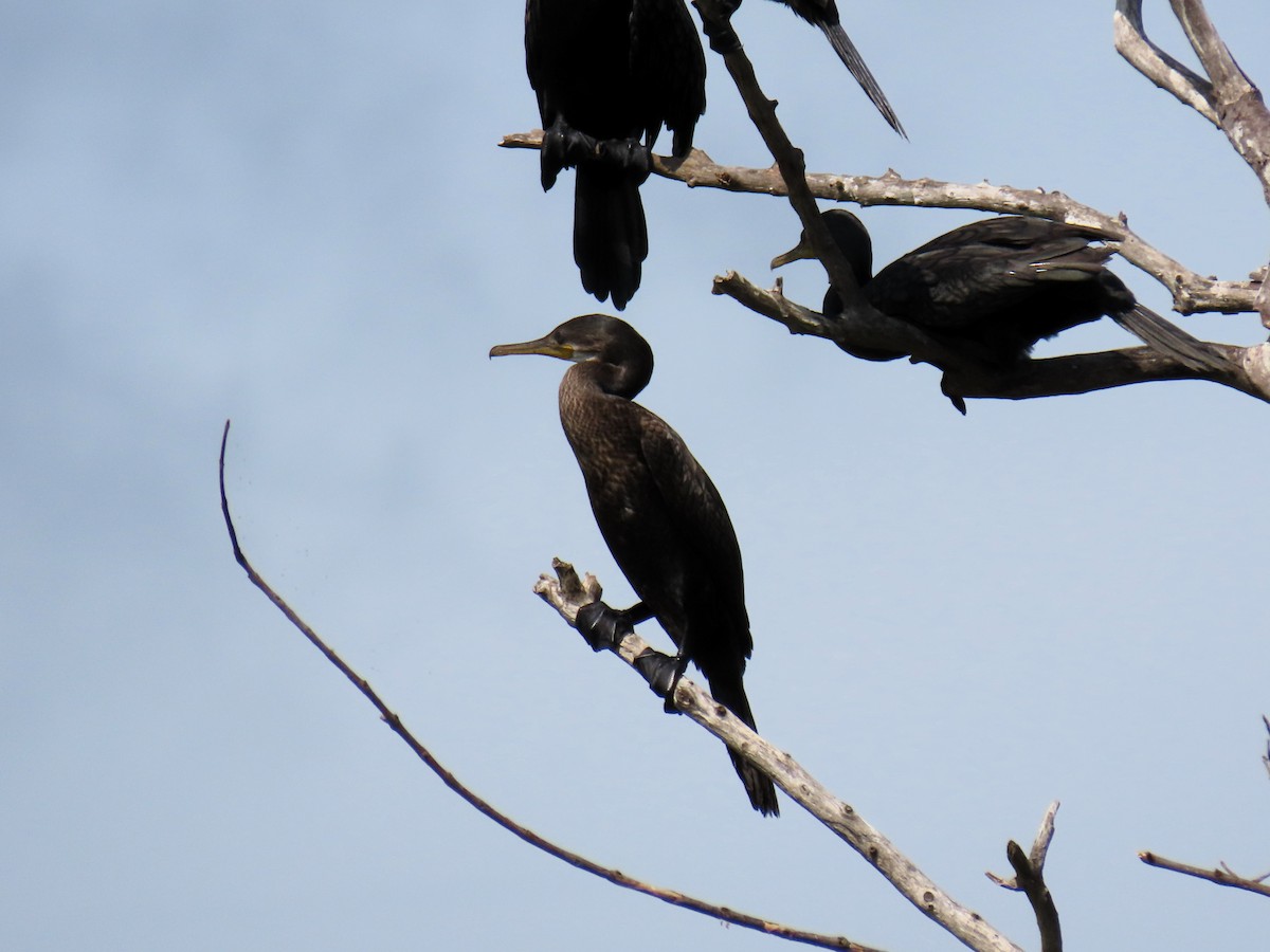 Indian Cormorant - Bosco Chan