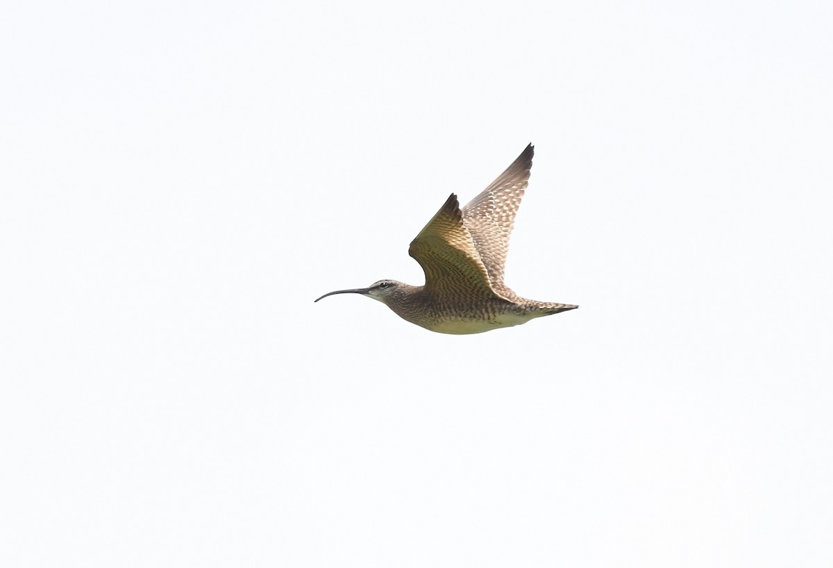 Whimbrel (Hudsonian) - Joshua Vandermeulen