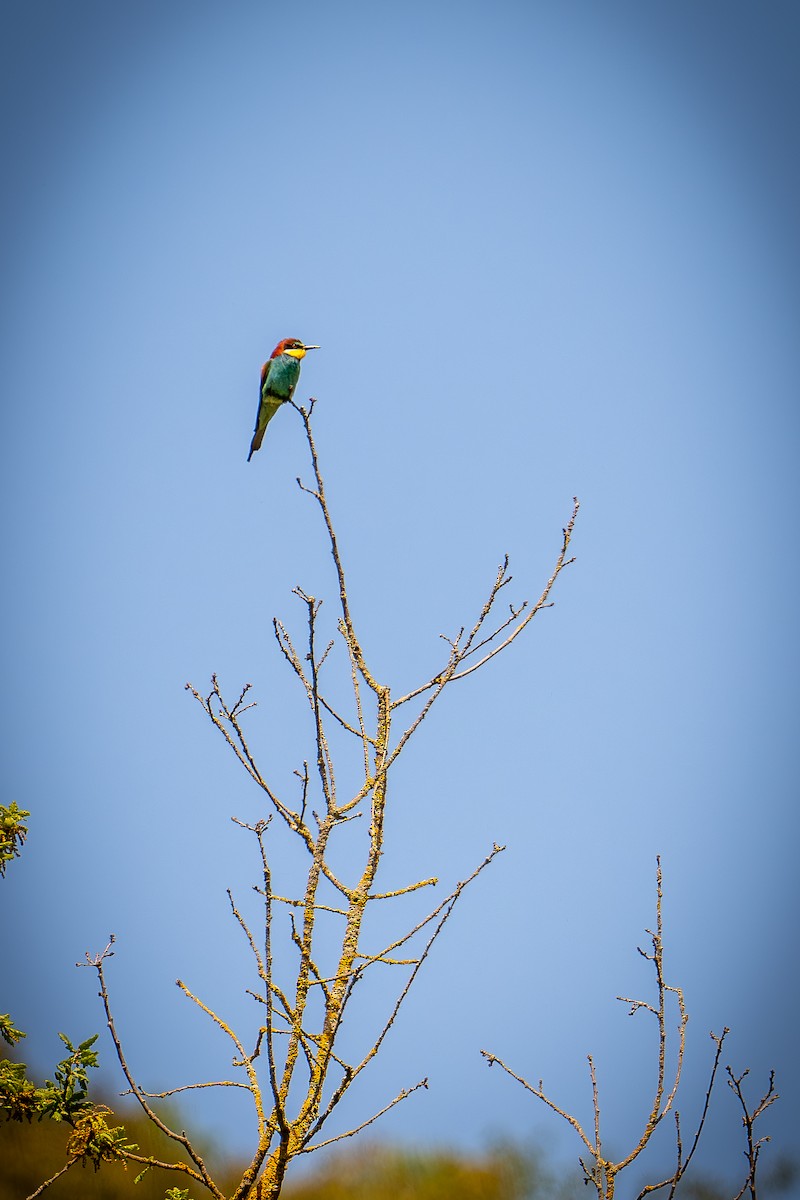 European Bee-eater - ML619282690