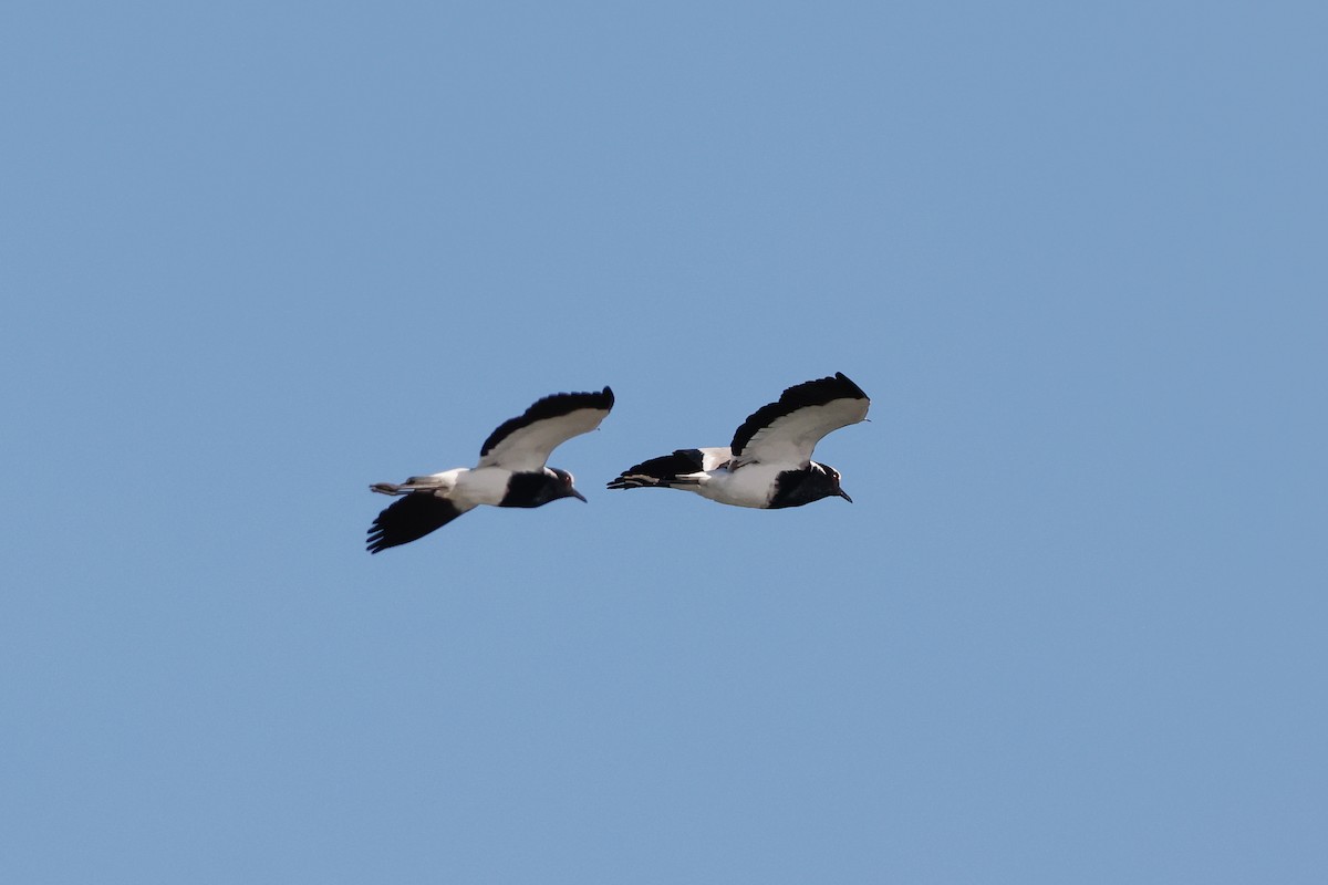 Blacksmith Lapwing - Tommy Pedersen