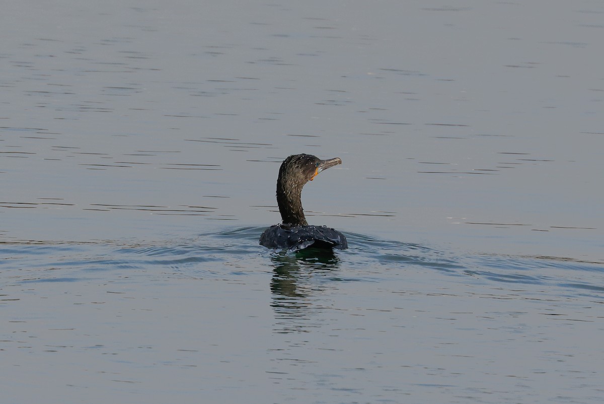 Cape Cormorant - ML619282709