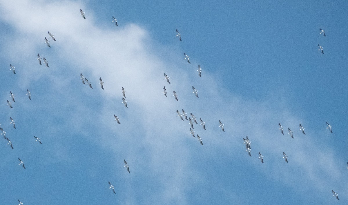 American White Pelican - ML619282724