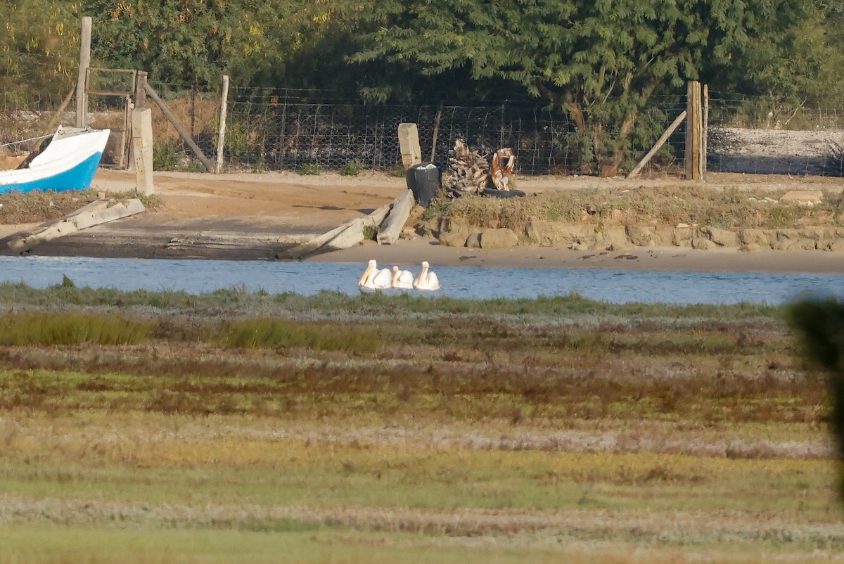 Great White Pelican - Tommy Pedersen