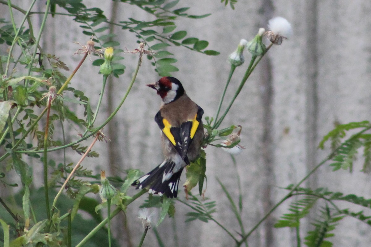 European Goldfinch - Miguel Appleton