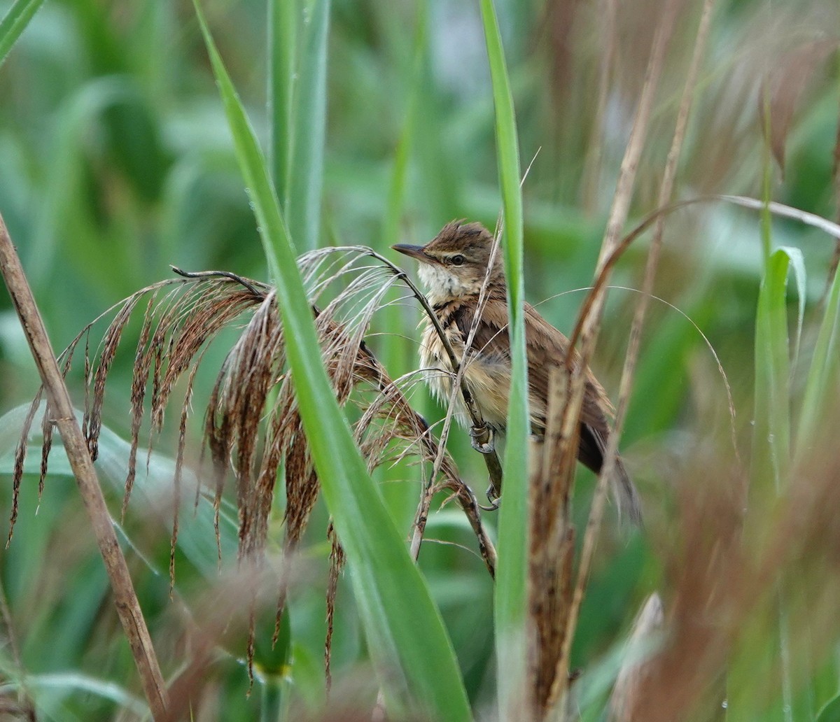 Great Reed Warbler - ML619282753